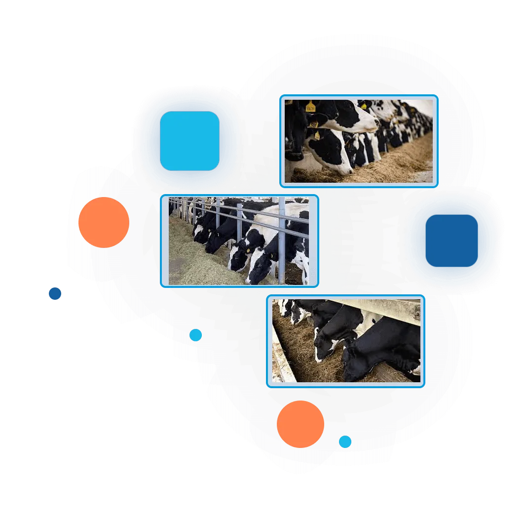 Feed Purchase and Consumption History