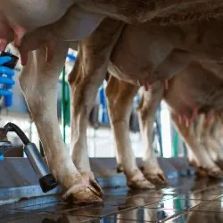 Dairy Farm Program